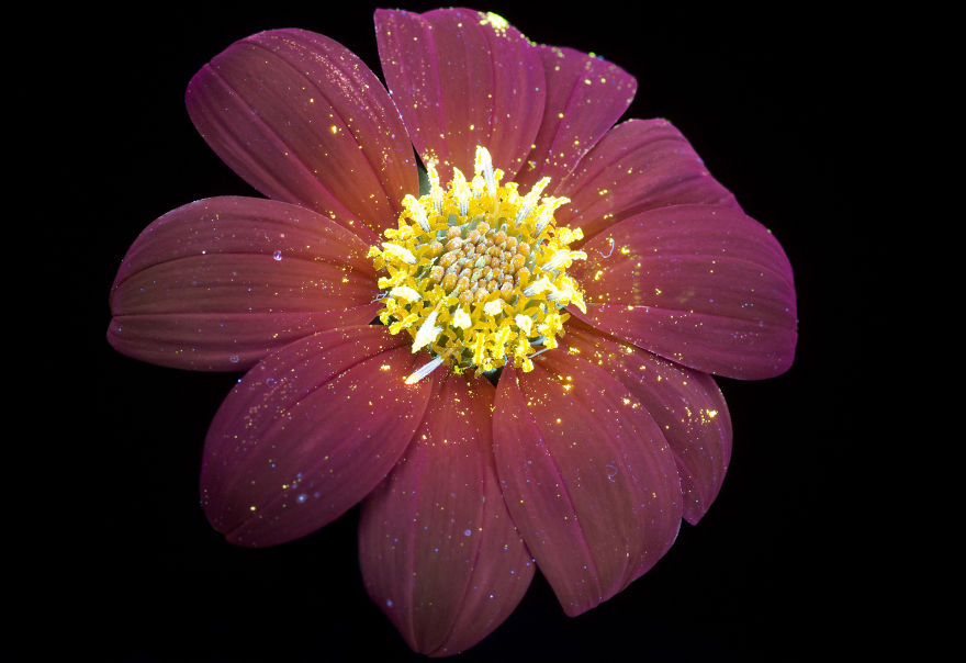 J’ai photographié la lumière invisible qu’émettent les plantes (33 images)