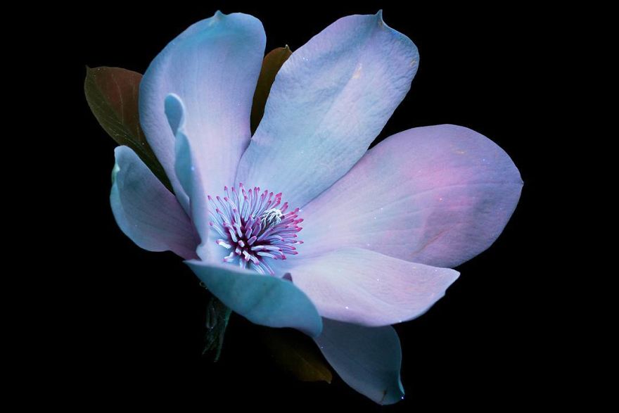 J’ai photographié la lumière invisible qu’émettent les plantes (33 images)