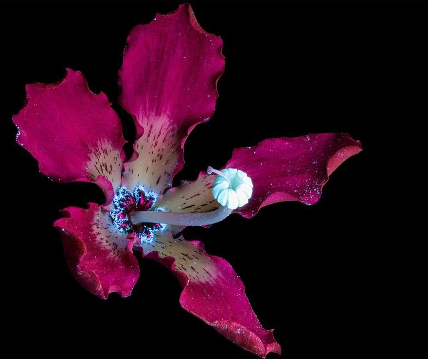 J’ai photographié la lumière invisible qu’émettent les plantes (33 images)