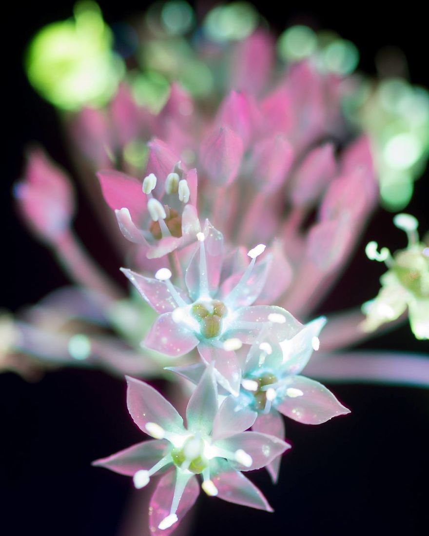J’ai photographié la lumière invisible qu’émettent les plantes (33 images)