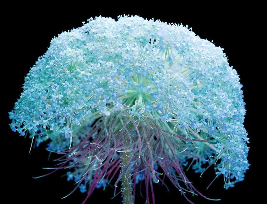 J’ai photographié la lumière invisible qu’émettent les plantes (33 images)
