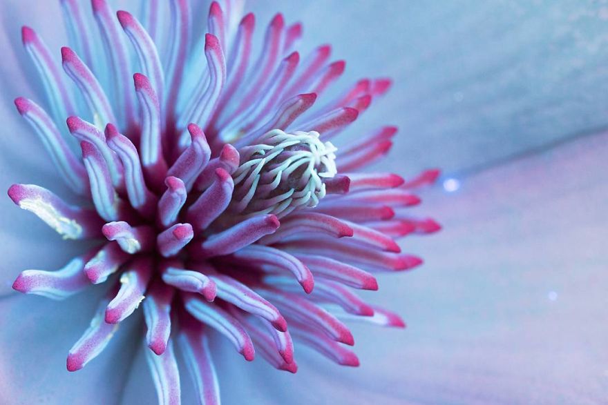 J’ai photographié la lumière invisible qu’émettent les plantes (33 images)