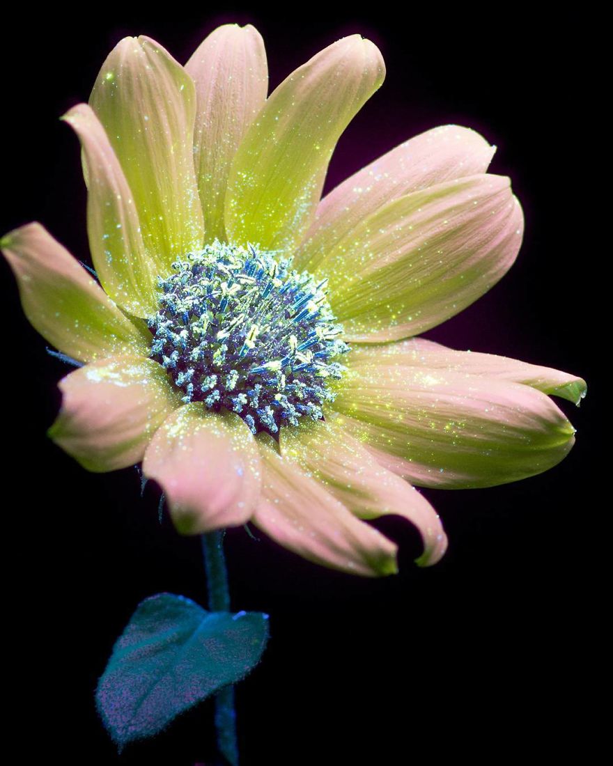 J’ai photographié la lumière invisible qu’émettent les plantes (33 images)