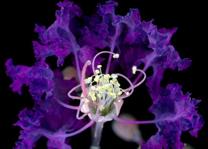 J’ai photographié la lumière invisible qu’émettent les plantes (33 images)
