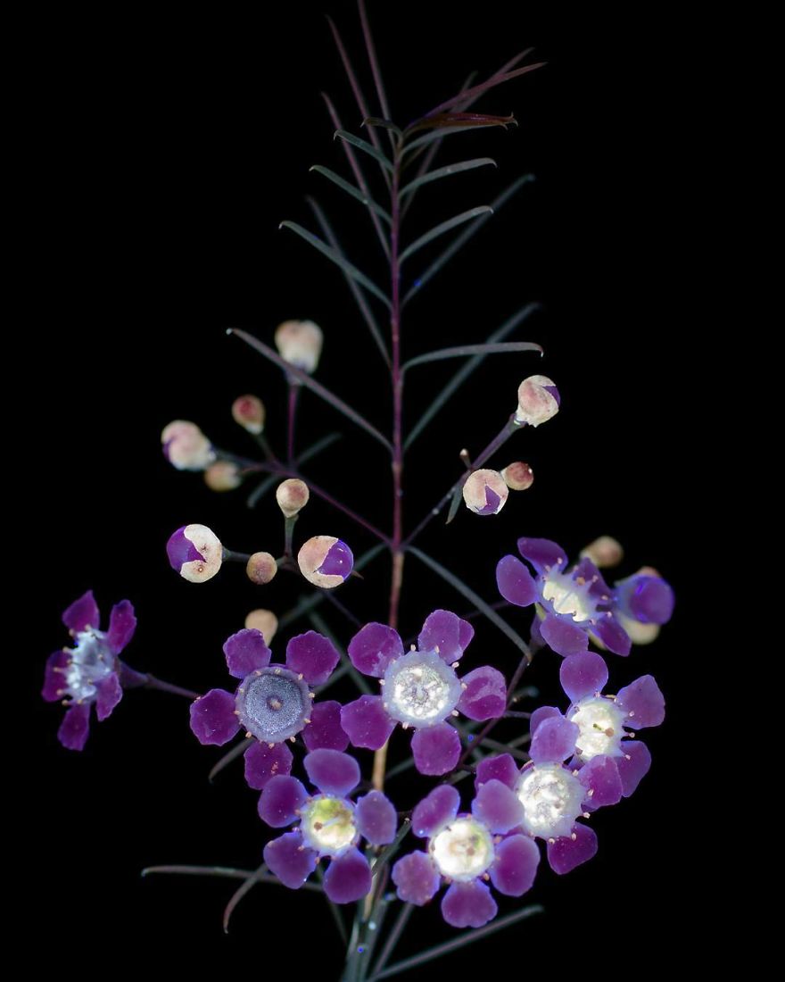 J’ai photographié la lumière invisible qu’émettent les plantes (33 images)