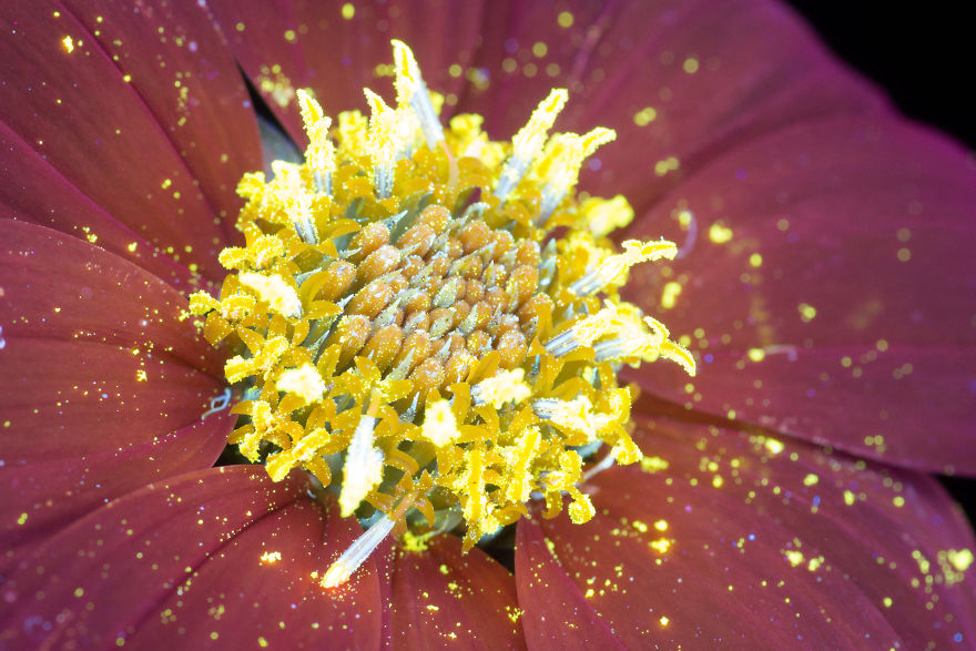 J’ai photographié la lumière invisible qu’émettent les plantes (33 images)