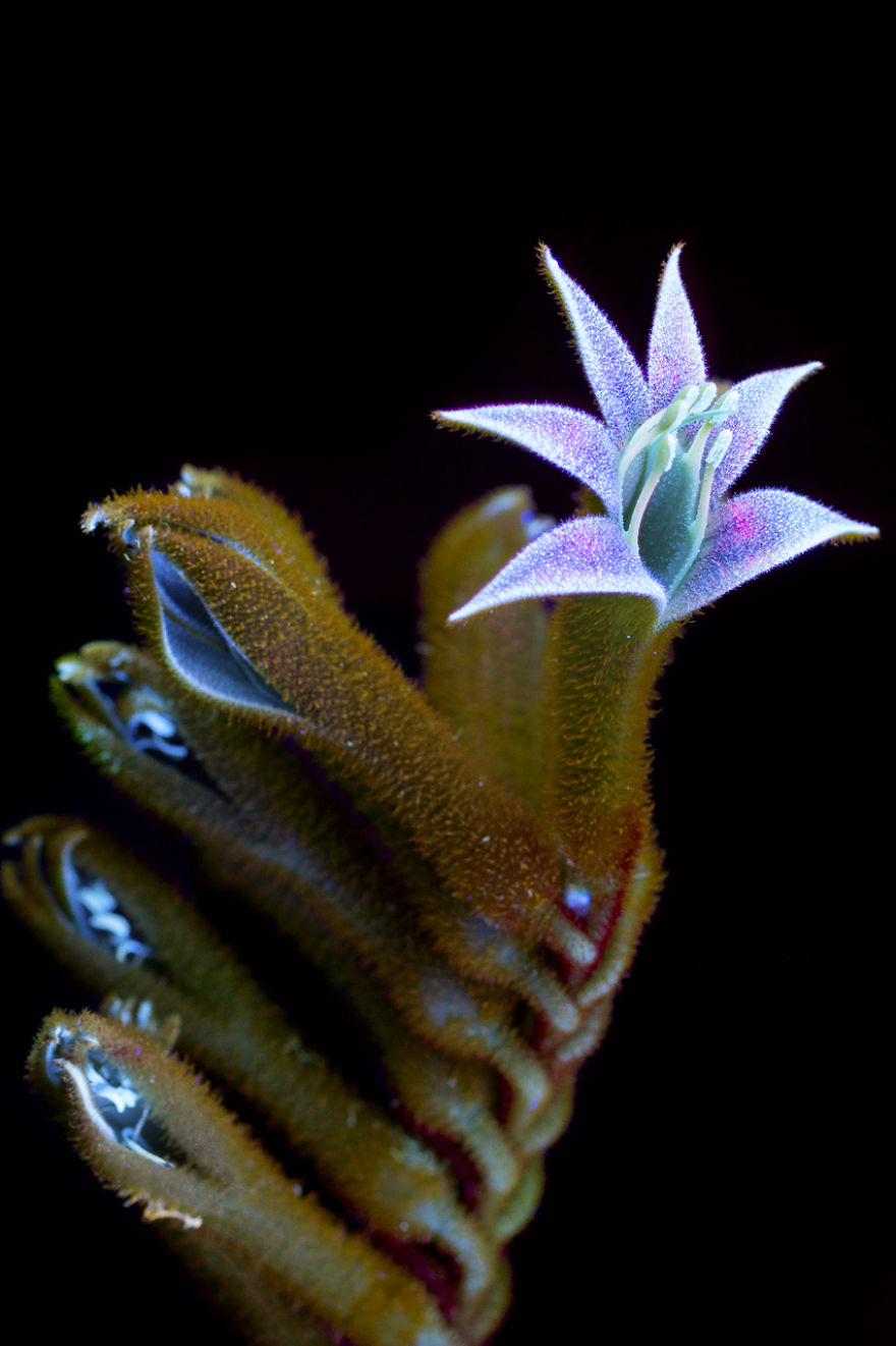 J’ai photographié la lumière invisible qu’émettent les plantes (33 images)