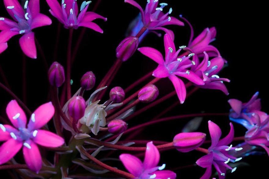 J’ai photographié la lumière invisible qu’émettent les plantes (33 images)