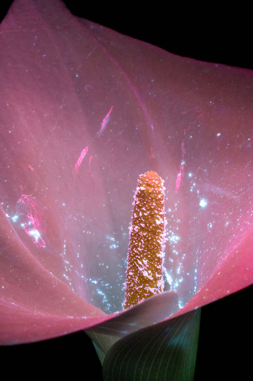 J’ai photographié la lumière invisible qu’émettent les plantes (33 images)