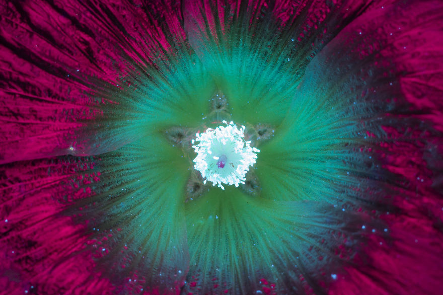 J’ai photographié la lumière invisible qu’émettent les plantes (33 images)