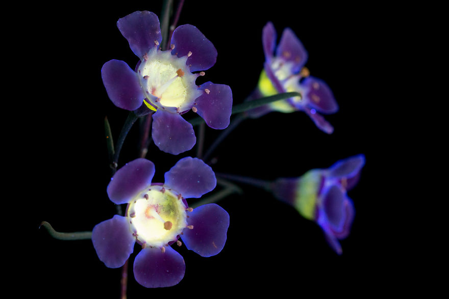 J’ai photographié la lumière invisible qu’émettent les plantes (33 images)