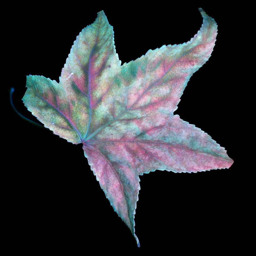 J’ai photographié la lumière invisible qu’émettent les plantes (33 images)