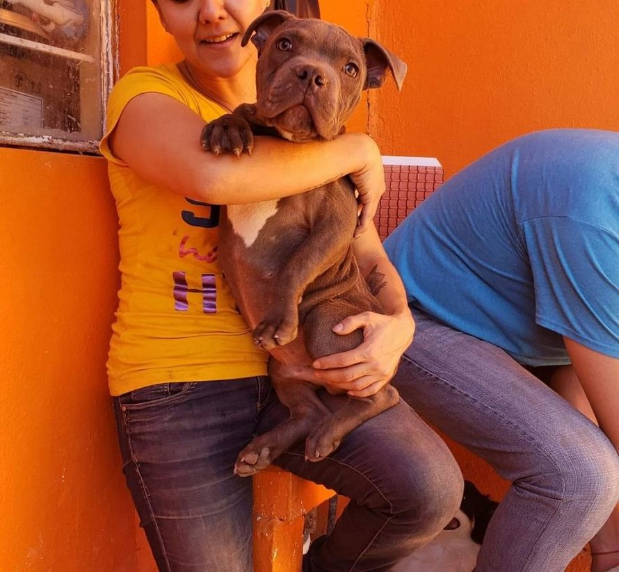 «&nbsp;Voici un jouet pour qu’il ne m’oublie pas&nbsp;» : un garçon laisse son chiot sans défense dans un refuge pour que son père ne puisse plus le battre
