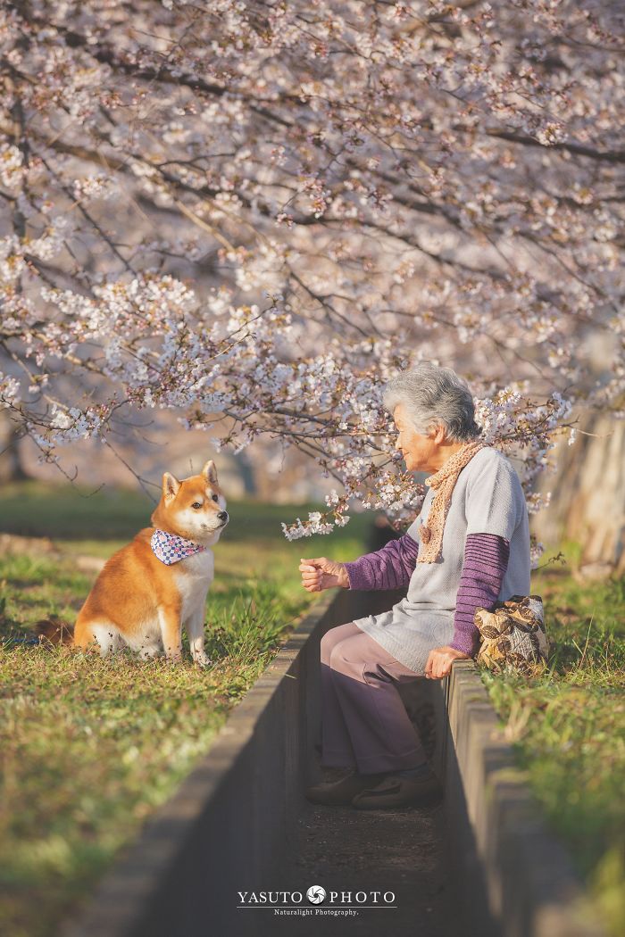 Cette grand-mère et son shiba ont été capturés par son petit-fils en 22 clichés attendrissants