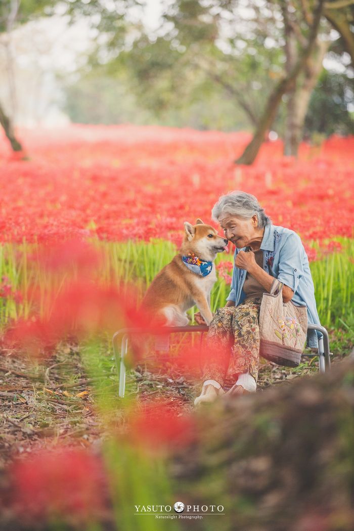 Cette grand-mère et son shiba ont été capturés par son petit-fils en 22 clichés attendrissants