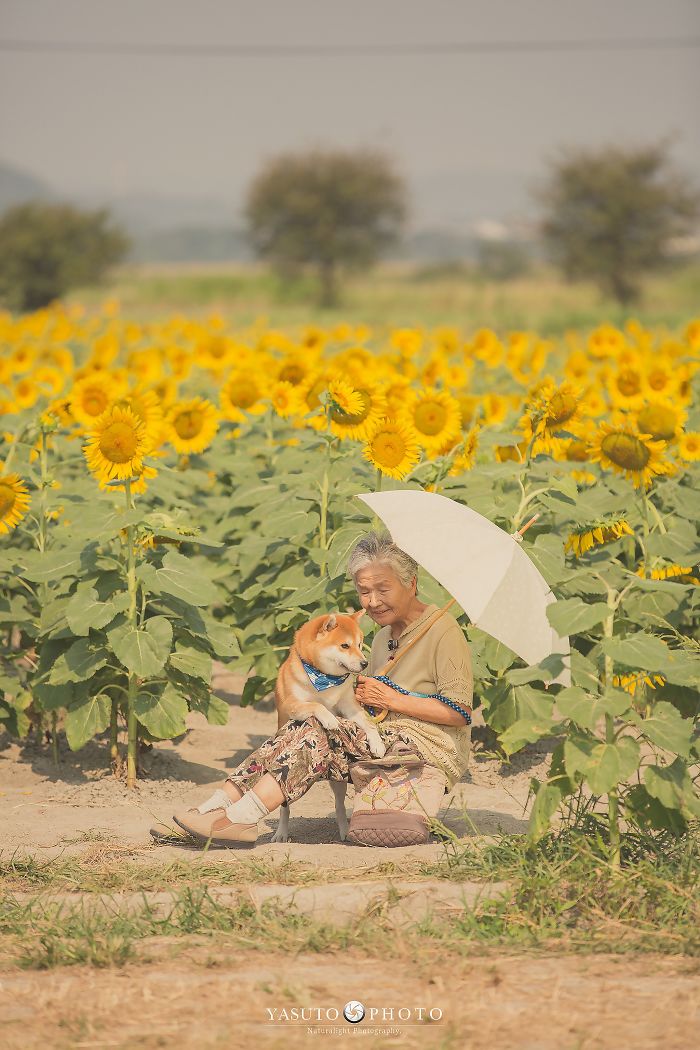 Cette grand-mère et son shiba ont été capturés par son petit-fils en 22 clichés attendrissants