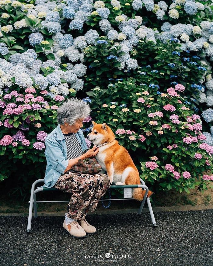 Cette grand-mère et son shiba ont été capturés par son petit-fils en 22 clichés attendrissants