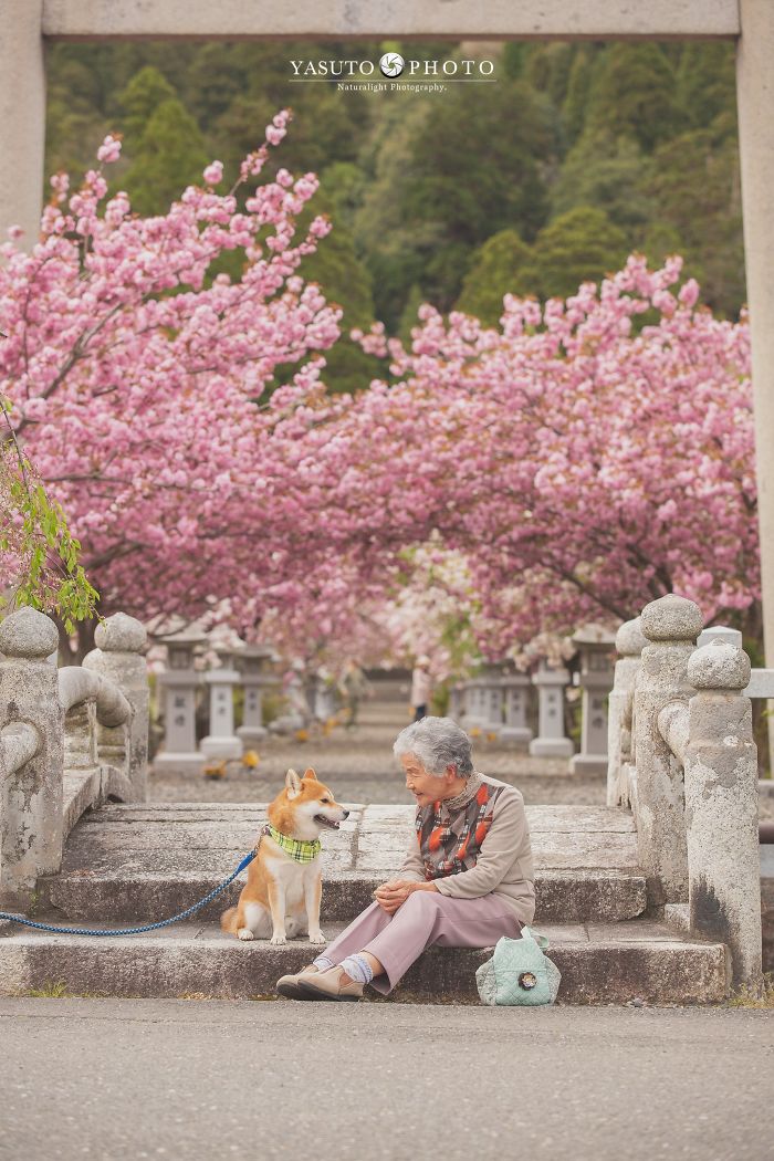Cette grand-mère et son shiba ont été capturés par son petit-fils en 22 clichés attendrissants