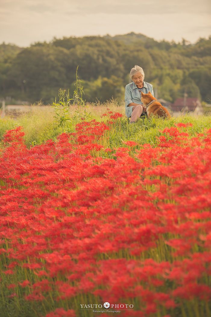 Cette grand-mère et son shiba ont été capturés par son petit-fils en 22 clichés attendrissants