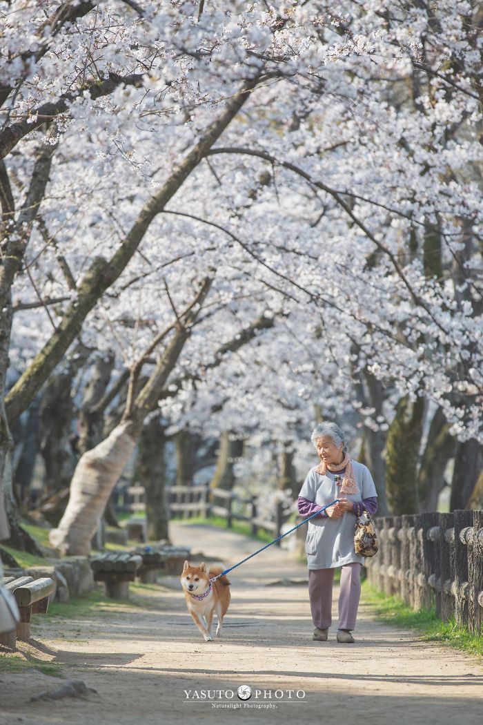 Cette grand-mère et son shiba ont été capturés par son petit-fils en 22 clichés attendrissants