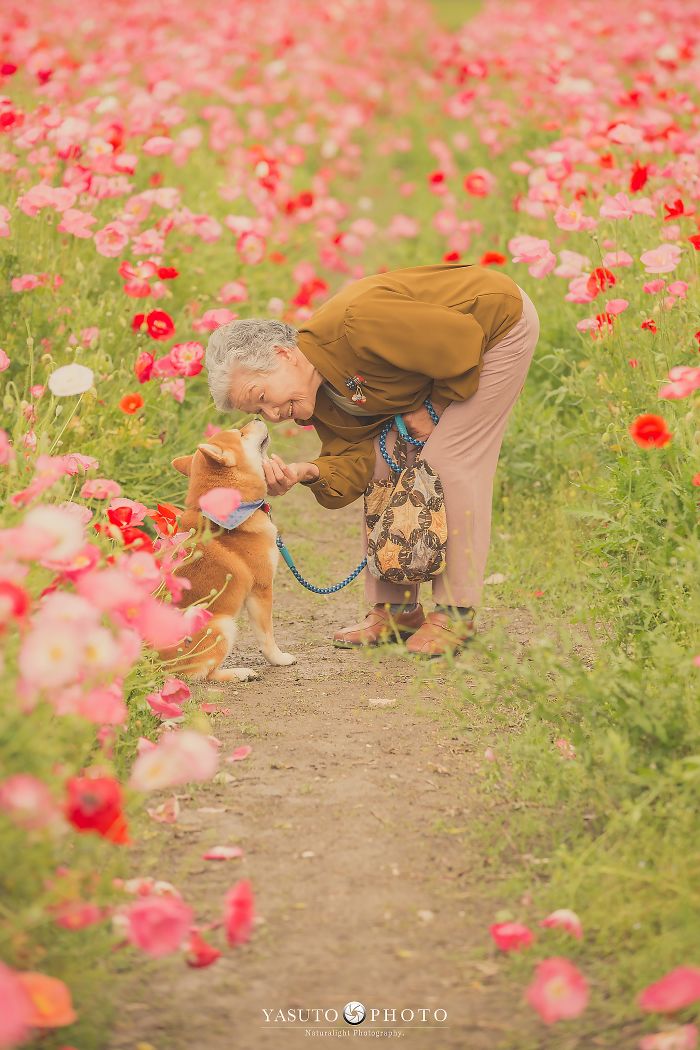 Cette grand-mère et son shiba ont été capturés par son petit-fils en 22 clichés attendrissants