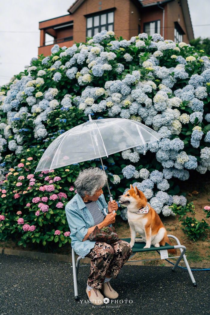 Cette grand-mère et son shiba ont été capturés par son petit-fils en 22 clichés attendrissants