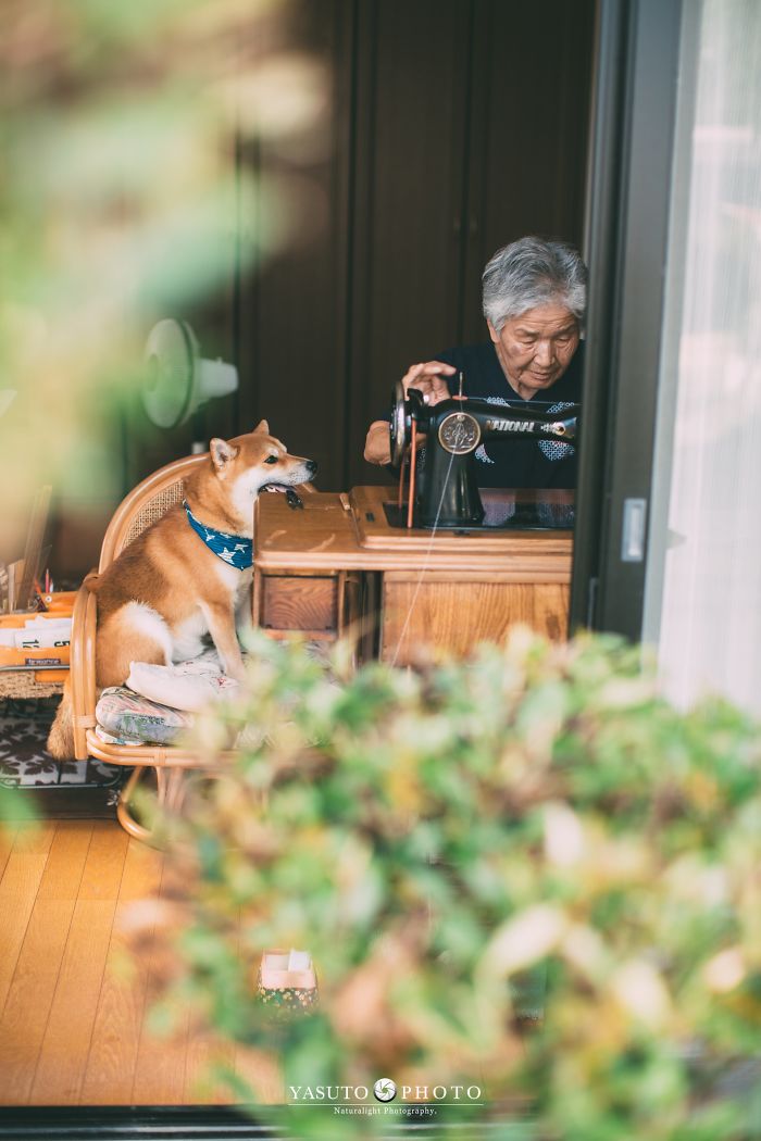 Cette grand-mère et son shiba ont été capturés par son petit-fils en 22 clichés attendrissants