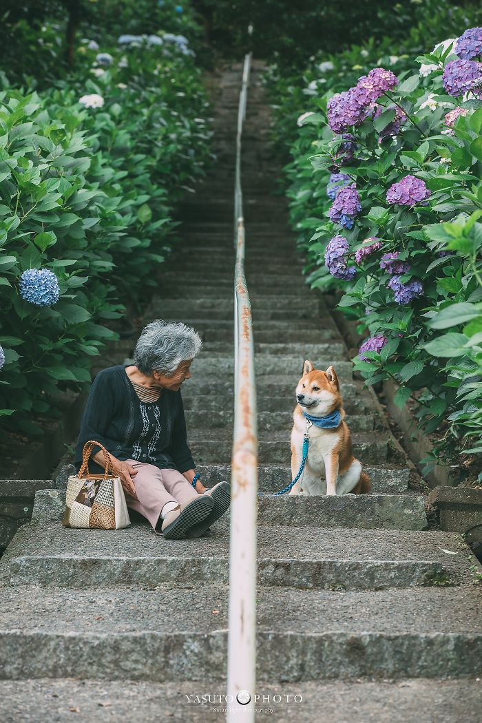 Cette grand-mère et son shiba ont été capturés par son petit-fils en 22 clichés attendrissants