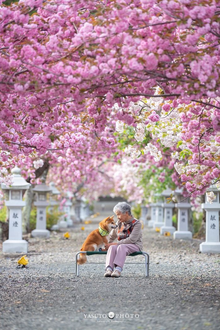 Cette grand-mère et son shiba ont été capturés par son petit-fils en 22 clichés attendrissants