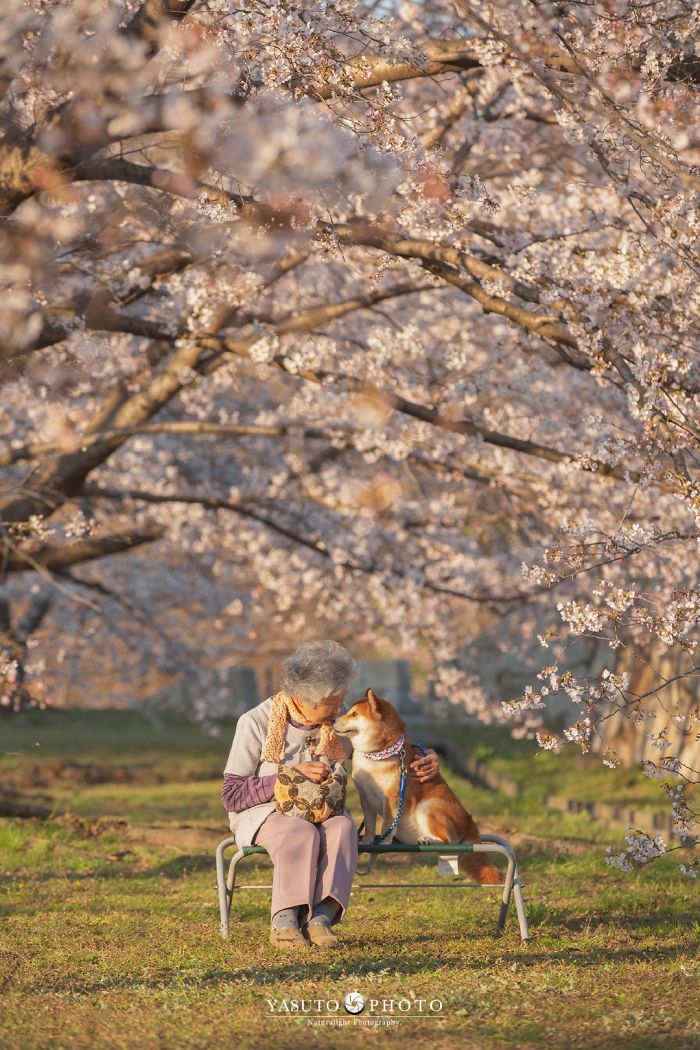 Cette grand-mère et son shiba ont été capturés par son petit-fils en 22 clichés attendrissants