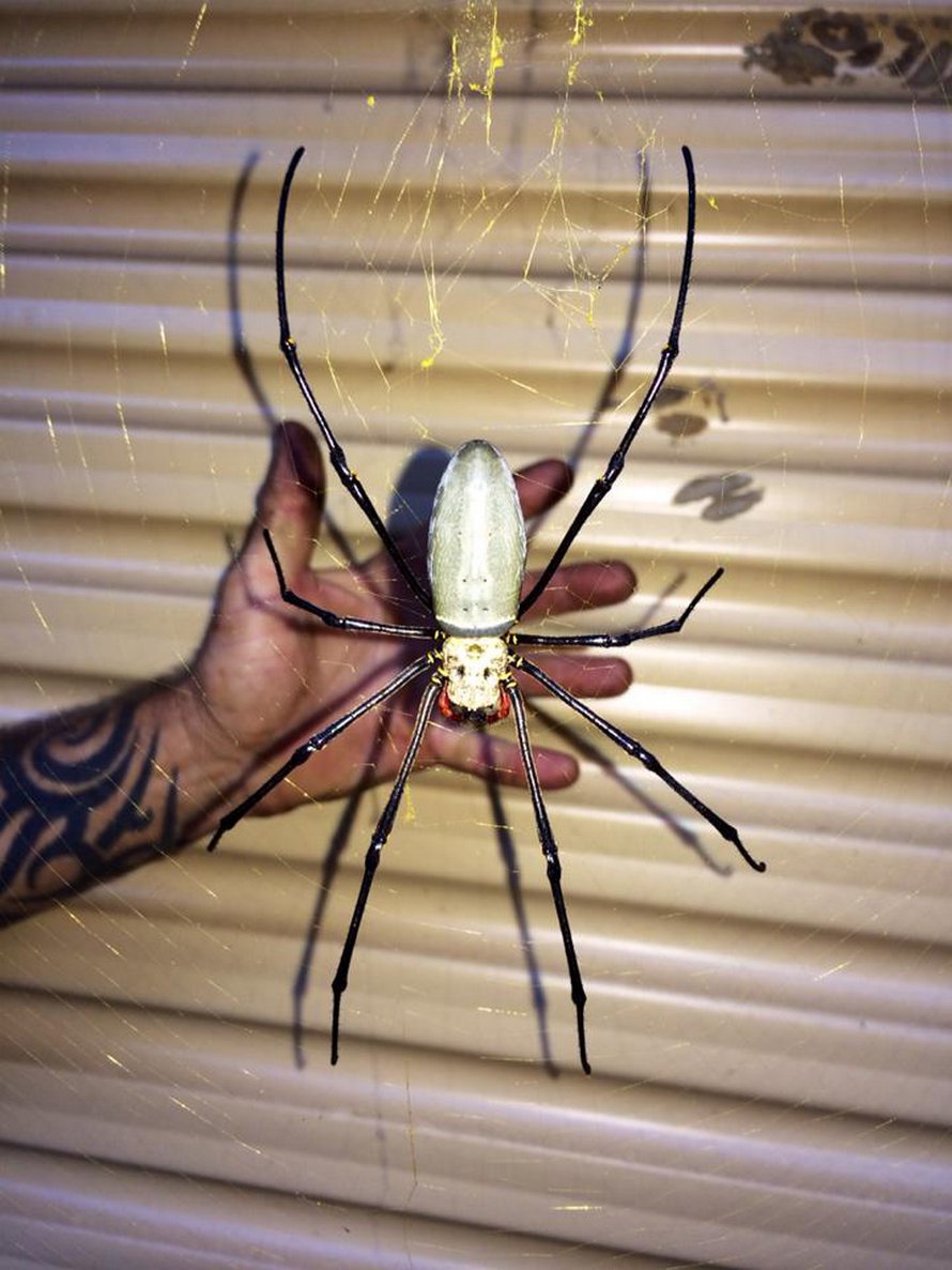 Une araignée monstre mangeuse d’oiseaux a été trouvée dans un garage en Australie