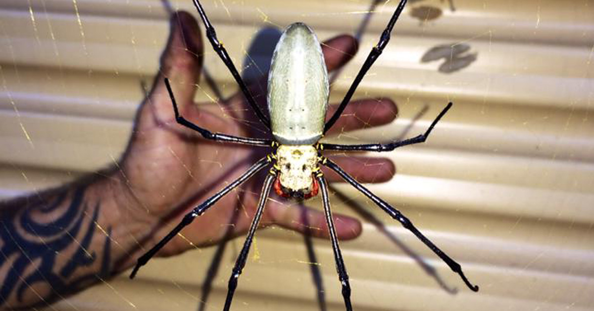 Une araignée monstre mangeuse d’oiseaux a été trouvée dans un garage en Australie