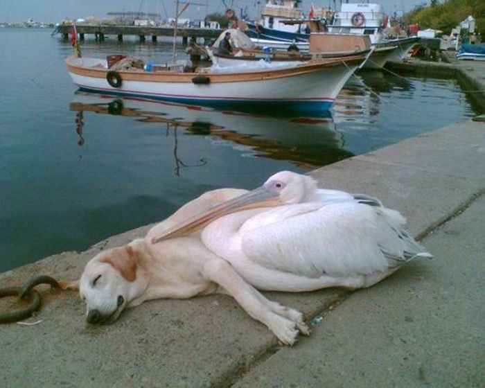 22 images de chiens sympas qui vont rendre votre journée plus agréable (nouvelles images)