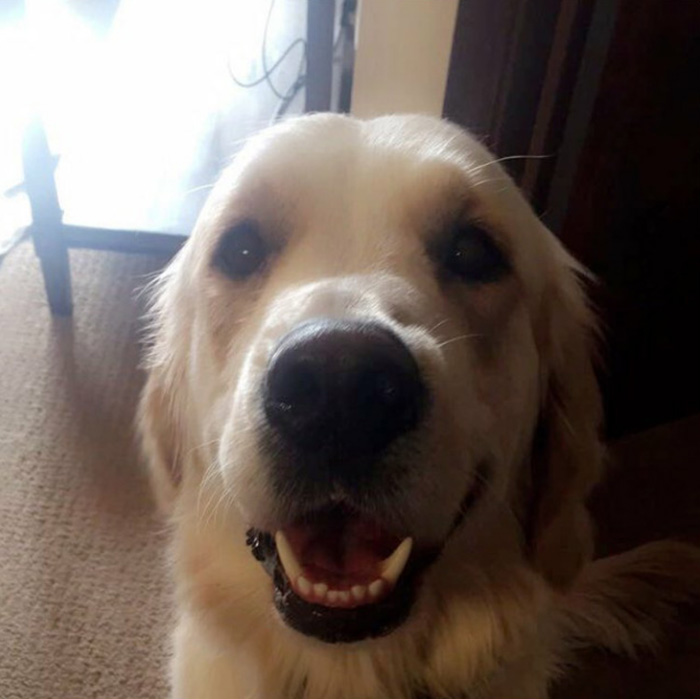 22 images de chiens sympas qui vont rendre votre journée plus agréable (nouvelles images)