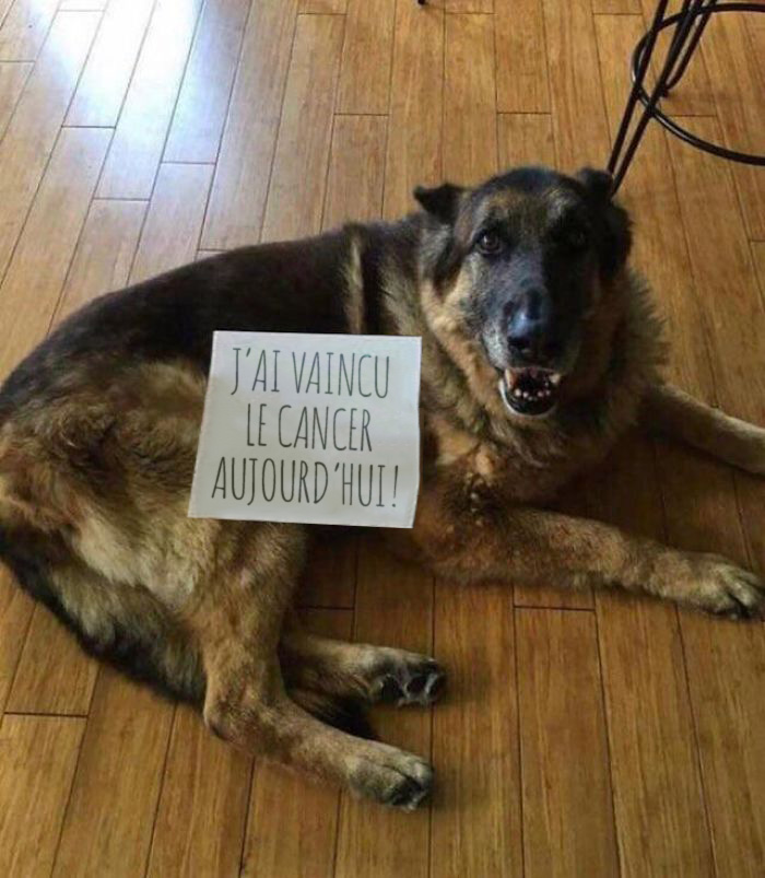 22 images de chiens sympas qui vont rendre votre journée plus agréable (nouvelles images)