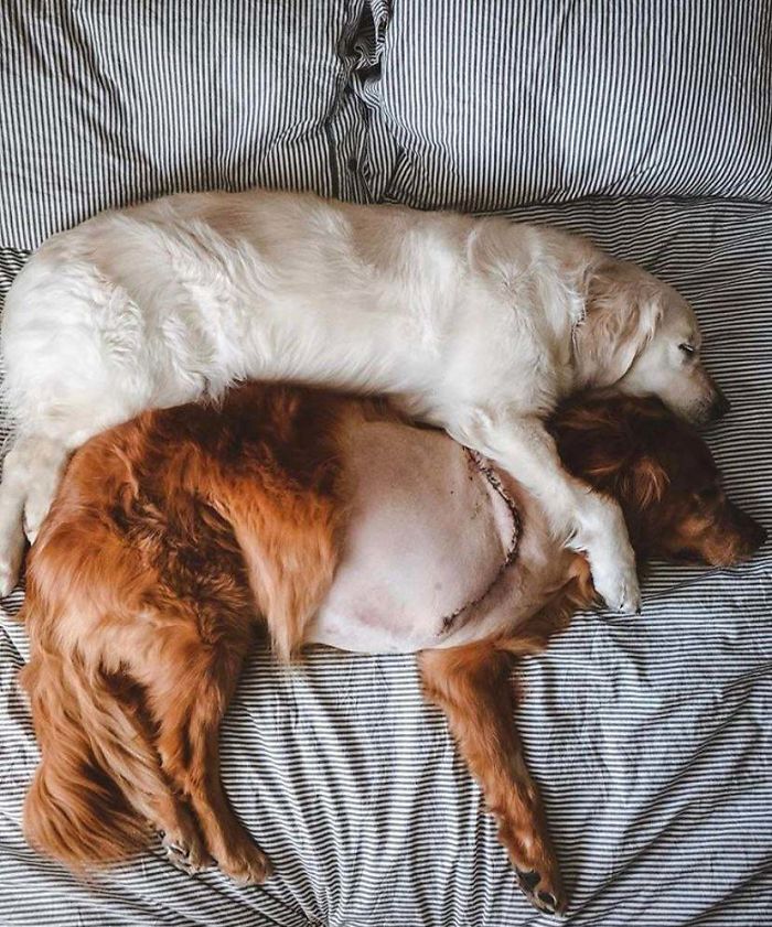 22 images de chiens sympas qui vont rendre votre journée plus agréable (nouvelles images)