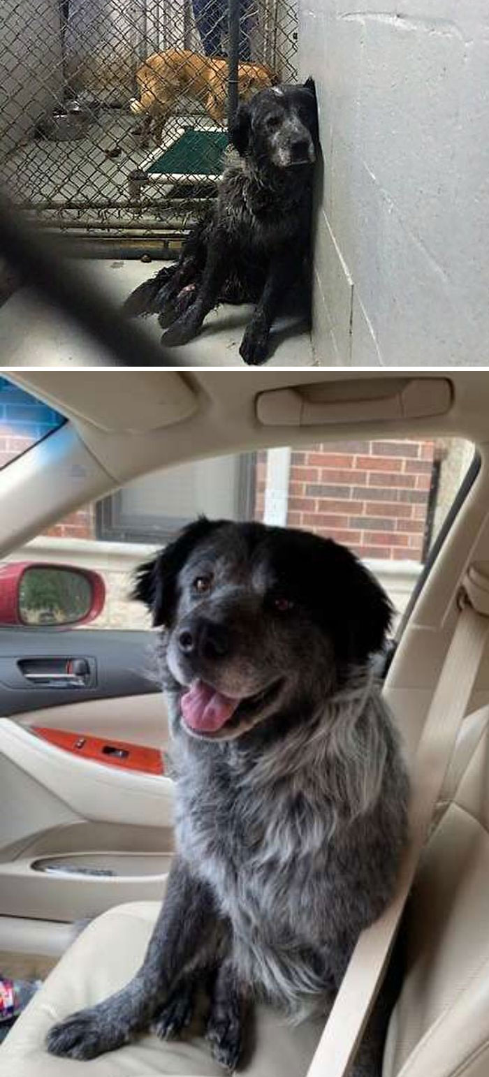 22 images de chiens sympas qui vont rendre votre journée plus agréable (nouvelles images)