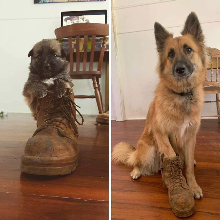 22 images de chiens sympas qui vont rendre votre journée plus agréable (nouvelles images)