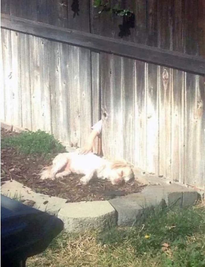 22 images de chiens sympas qui vont rendre votre journée plus agréable (nouvelles images)