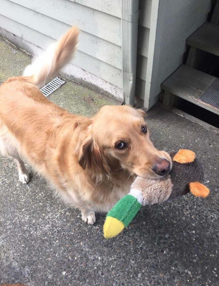 22 images de chiens sympas qui vont rendre votre journée plus agréable (nouvelles images)