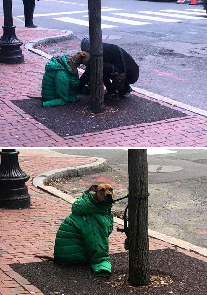 22 images de chiens sympas qui vont rendre votre journée plus agréable (nouvelles images)