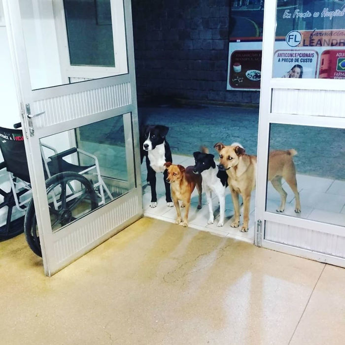 22 images de chiens sympas qui vont rendre votre journée plus agréable (nouvelles images)