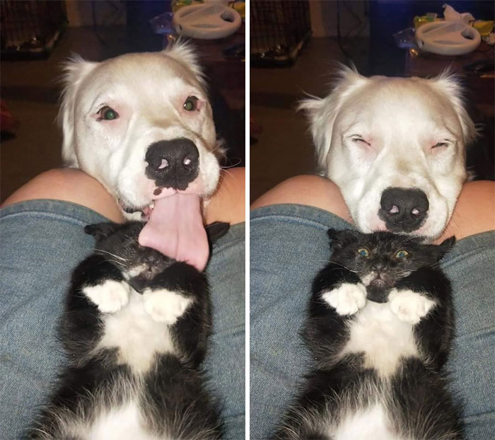 22 images de chiens sympas qui vont rendre votre journée plus agréable (nouvelles images)