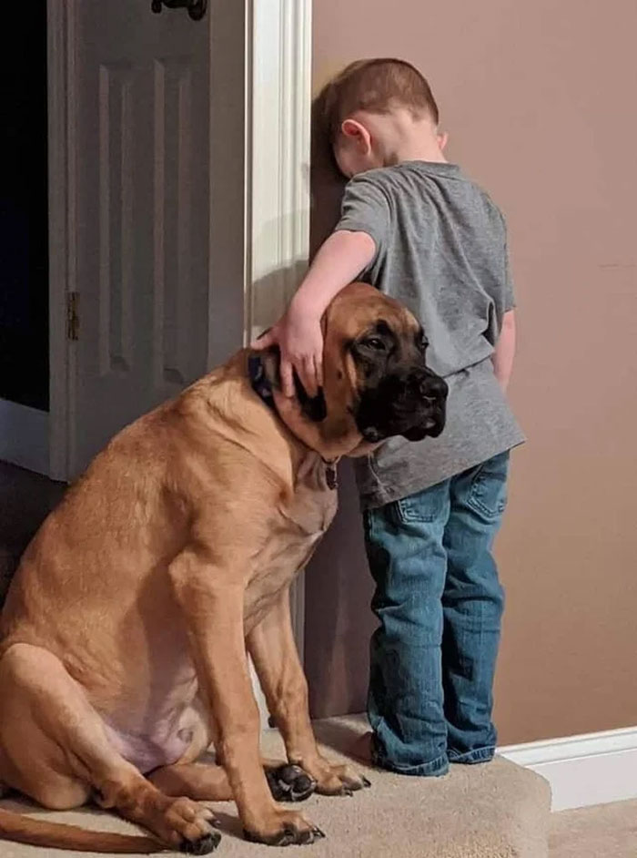22 images de chiens sympas qui vont rendre votre journée plus agréable (nouvelles images)