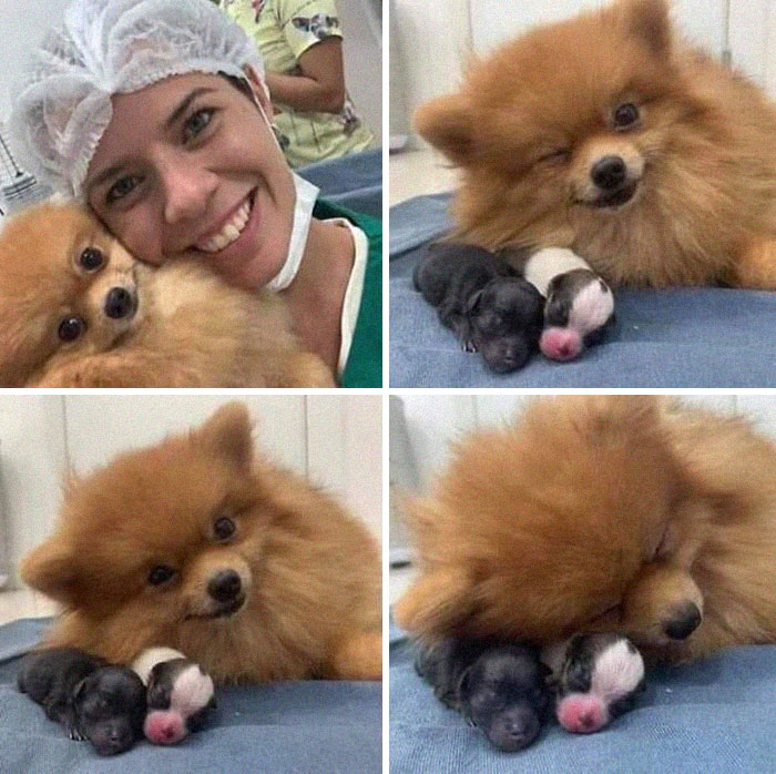 22 images de chiens sympas qui vont rendre votre journée plus agréable (nouvelles images)