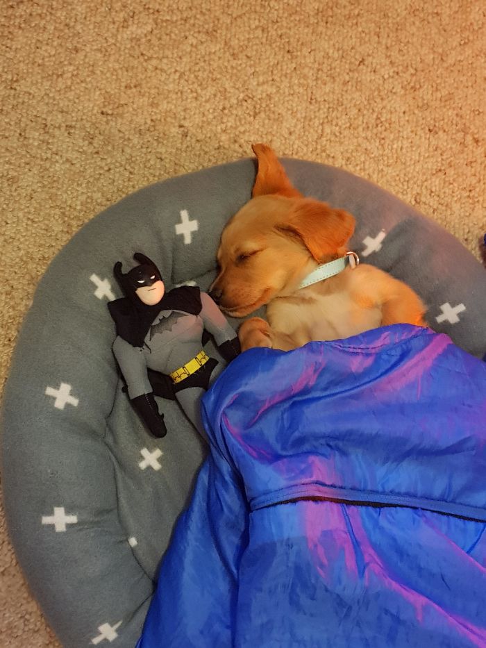 22 images de chiens sympas qui vont rendre votre journée plus agréable (nouvelles images)