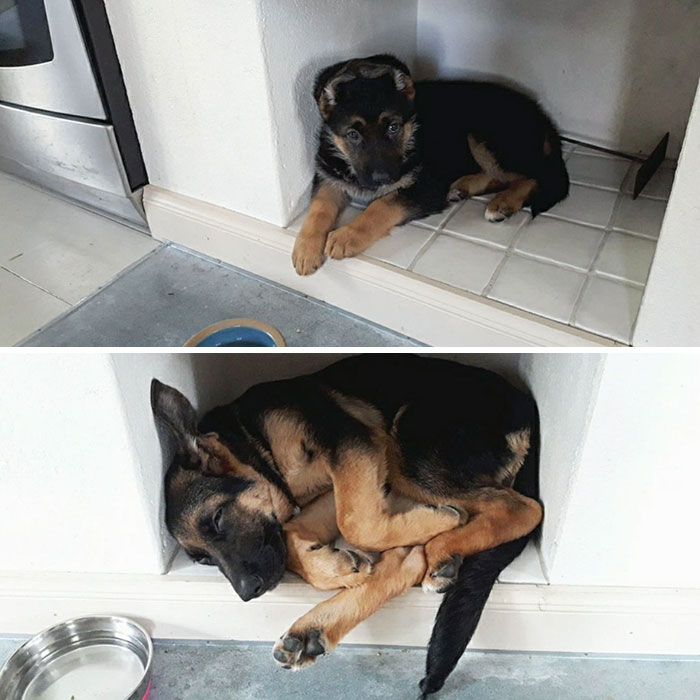 22 images de chiens sympas qui vont rendre votre journée plus agréable (nouvelles images)