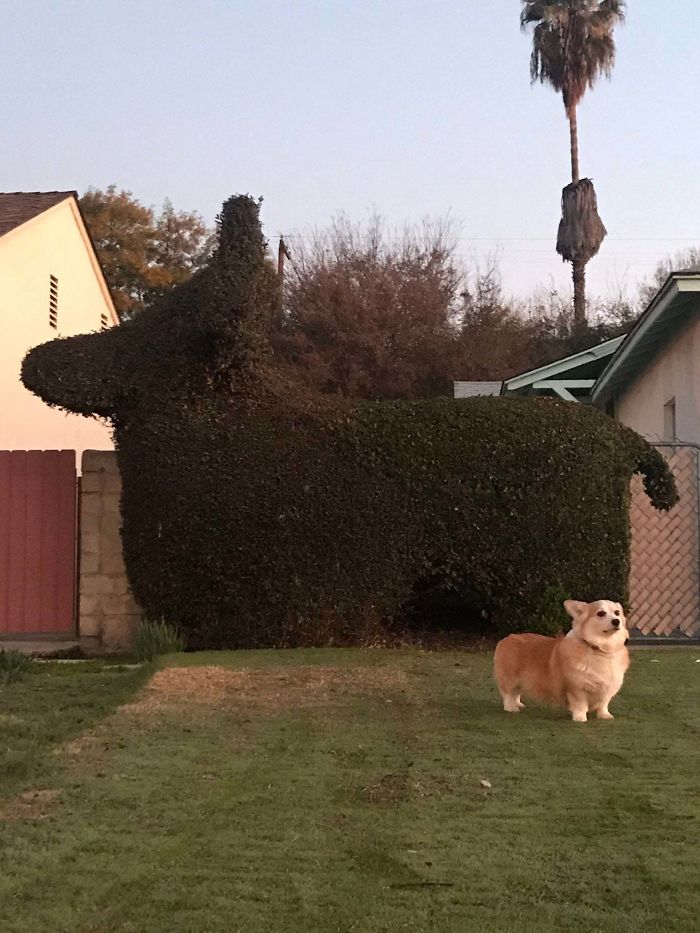 22 images de chiens sympas qui vont rendre votre journée plus agréable (nouvelles images)