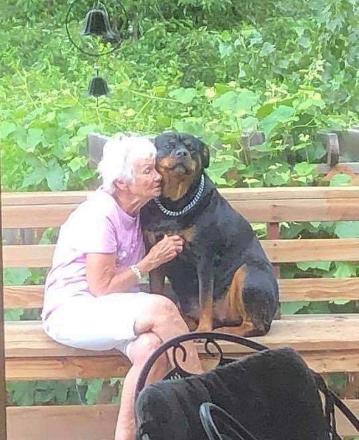 22 images de chiens sympas qui vont rendre votre journée plus agréable (nouvelles images)