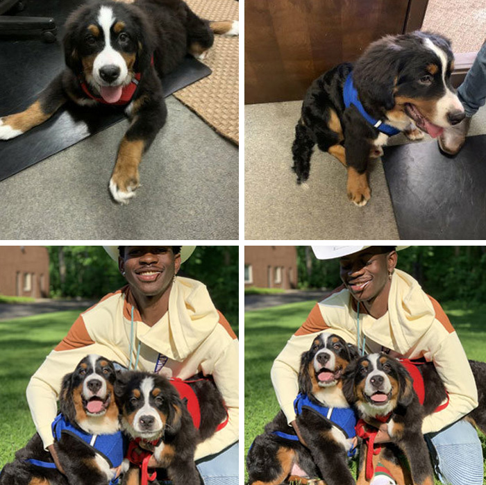 22 images de chiens sympas qui vont rendre votre journée plus agréable (nouvelles images)